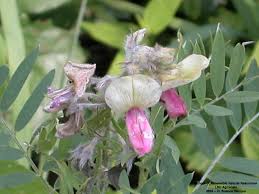 Image result for Tephrosia rhodesica