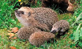 Sie haben einen igel überwintert, einen jungigel oder einen igel, der älter als ein jahr ist, gesund gepflegt und wieder hochgefüttert auf 750 g (jungigel) bzw. Schwer Beschaftigte Mamis Gluckspost