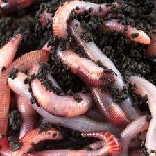 Maybe you would like to learn more about one of these? 1 Lb 1000 Live Red Wiggler Composting Worms The Aquaponic Source