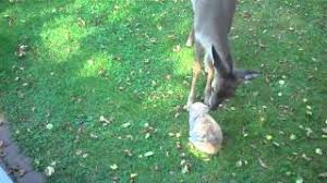 Baby Deer And Baby Rabbit Youtube