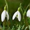 The symbolic language of flowers has been recognized for centuries in many countries throughout europe and asia. 1
