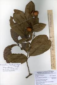 Image result for Eriocoelum