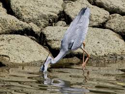 Image result for Lotononis stipulosa