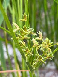 Image result for Cyperus leptocladus