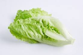 One of the ways to grow lettuce indoors is by starting it vertically. How To Grow Lettuce Indoors Variety Requirement In Detail