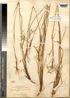 Image result for Hyparrhenia newtonii
