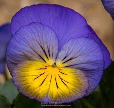 Pansies Pansies Flowers Beautiful Flowers