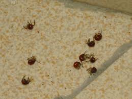 Gibbium Sp Drole D Insecte