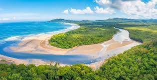 Image result for Nicolasia costata