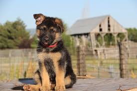 If their ears can stick up straight during the first five. German Shepherd Ears Ultimate Guide And Information Pets Byte