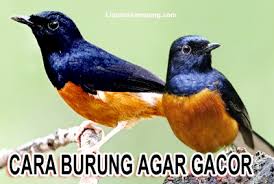 Gambar burung murai batu png. Cara Melatih Burung Murai Batu Biar Gacor Liputan Kampung