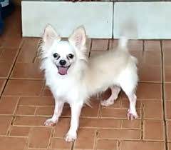 Dijual Anjing Chihuahua Jual Chihuahua Long Hair Lokasi Surakarta Minat Hub 085801034458 No Iklan 1818 Informasi L Anjing Chihuahua Anjing Chihuahua