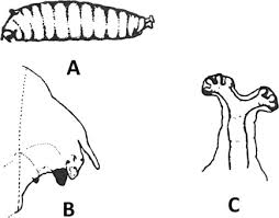 Image result for Crotalaria reptans- intermediates with pisicarpa