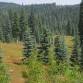California Forest Pest Council 2026 Weed Tour
