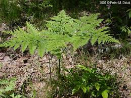 Image result for Pteridium aquilinum