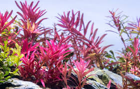 Image result for Rotala filiformis