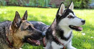 Cruce De Pastor Aleman Con Husky Cruces De Perros