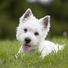 From Cat Sitter To Pet Detective 5 Fun Jobs Involving Pets Westie Puppies Westie Puppies For Sale Westie Dogs