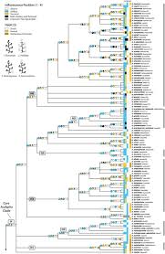 Image result for Acalypha welwitschiana