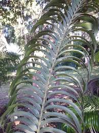 Image result for Encephalartos aplanatus