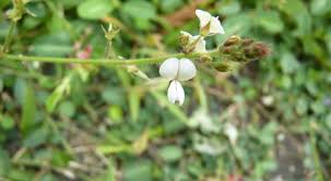 Image result for Desmodium scorpiurus