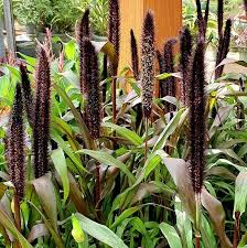 Image result for Cenchrus americanus