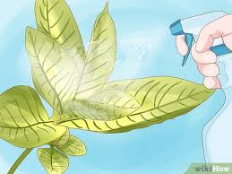 Water the grounds into the soil or add them to outdoor plants just before it rains. 3 Simple Ways To Give Plants Iron Wikihow