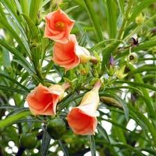 Image result for Cascabela thevetia