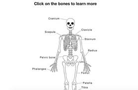 This science quiz game will help you learn 15 of the. Mr Nussbaum Human Skeleton Interactive Quiz