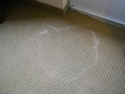 Mildew And Mold Removal Best Gilbert Carpet Cleaning 480 374 4600 Gilbert Arizona Service