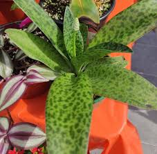 Image result for Drimiopsis