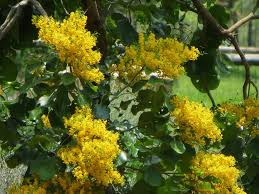 Image result for Pterocarpus rotundifolius