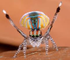 Meet The Most Gorgeous Peacock Spider Amusing Planet Spider Weird Animals Insects