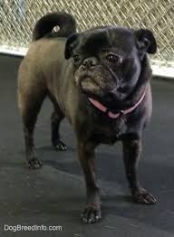 Pug Dog Breed Information And Pictures