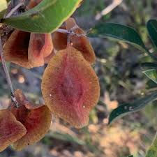 Image result for Terminalia sericea