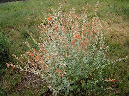 2.1 needed care of pruning tools. Desert Globemallow Sphaeralcea Ambigua