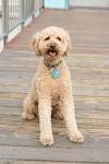 19 Unusual Crossbreed Dogs That Prove Mutts Are The ...