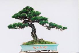 Bonsai Bonsai Baum Baume Zeichnen Japanische Baume