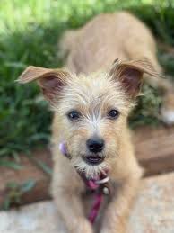 Does anybody know of this male? I posted earlier with my female pictures  pointing and had some interest in others questioning