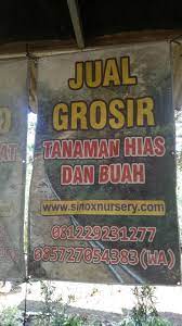 Contoh taman samping rumah cantik tips desain taman samping tempat tinggal. Daftar Harga Tanaman Hias Sinox Nursery Januari 2020 Sinox Nursery