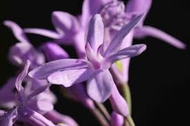 Image result for Tulbaghia acutiloba