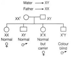 Someone who is color blind is technically not blind to colors, but may misidentify, confuse, fail to notice or notice colors less quickly than normal. A Colour Blind Man Married A Normal Woman Whose Father And Mother Both Have Normal Colour Vision Will Any Of Their Sons Be Colour Blind Quora