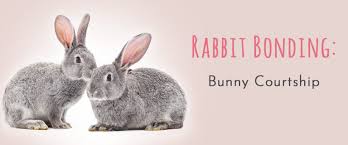 Rabbit Bonding Bunny Courtship Has Specific Rules And Behaviors