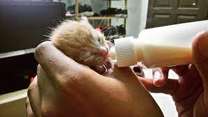 Suhu kandang akan sangat berpengaruh pada kesehatan anak kucing yang anda miliki. Hakim The Rookie Cara Cara Menjaga Anak Kucing Piatu