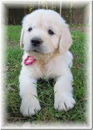 We did not find results for: 23 Hearts Of Gold Retrievers Ideas Golden Retriever Breeder Gold Retriever Golden Retriever