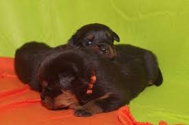 Please contact the breeders below to find rottweiler puppies for sale in massachusetts: Rottweiler Puppies For Sale In North Sudbury Massachusetts Classified Americanlisted Com