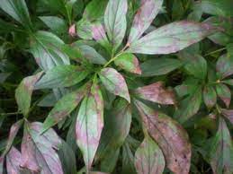 The fungus attacks the stems and. Why Are My Peony Leaves Spotted Learn About Managing Spots On Peony Leaves