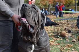 Today, this large generation is known as a gentle giant. Neapolitan Mastiff Information Dog Breed Facts Dogell Com