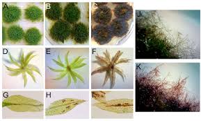 Image result for Physotrichia