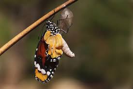 Pipevine swallowtail adults have a wingspan from 7 to 13 cm. Swallowtail Butterfly Emerging From Cocoon Photograph By Alon Meir